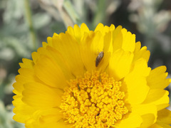 Amphigonalia severini