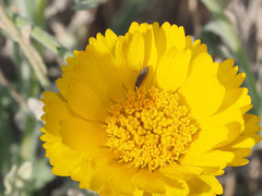 Amphigonalia severini