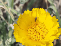 Amphigonalia severini