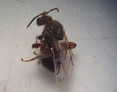 Atrusca brevipennata