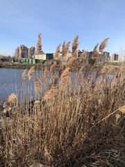 Phragmites australis
