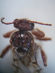 Atrusca brevipennata