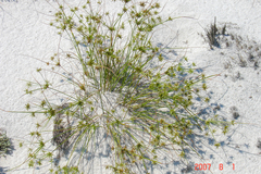 Cyperus grayi