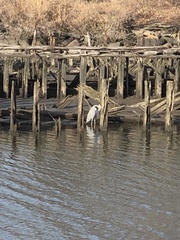 Ardea herodias
