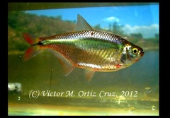Astyanax aeneus