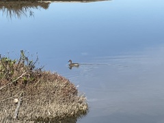 Anas crecca carolinensis