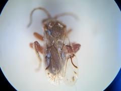 Atrusca brevipennata