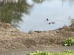 Anas crecca carolinensis