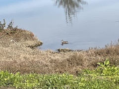 Anas crecca carolinensis