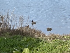 Anas crecca carolinensis