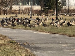 Branta canadensis