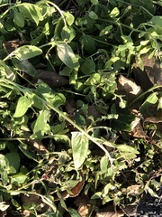 Atriplex