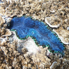 Tridacna derasa