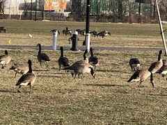 Branta canadensis