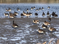 Branta canadensis
