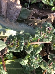 Lamium amplexicaule