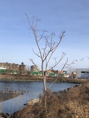 Ailanthus altissima
