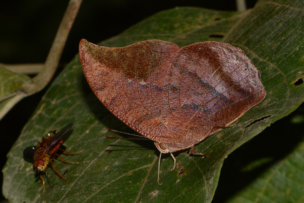 Fountainea tyrianthina