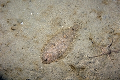Arnoglossus laterna