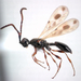 Spilomicrus helosciomyzae - Photo 由 Victor Kolyada 所上傳的 (c) Victor Kolyada，保留部份權利CC BY-NC