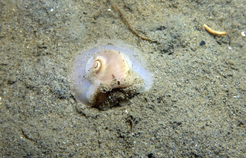 Josephine's moon snail