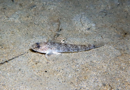 Sand Goby