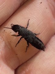 Platydracus scabrosus