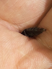 Platydracus scabrosus