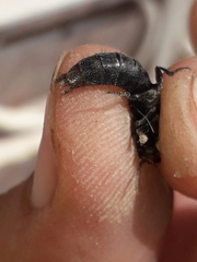 Platydracus scabrosus