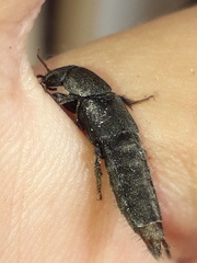 Platydracus scabrosus