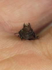 Platydracus scabrosus