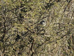 Anairetes flavirostris