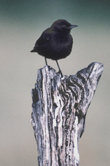 Myrmecocichla aethiops