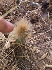 Noticastrum sericeum