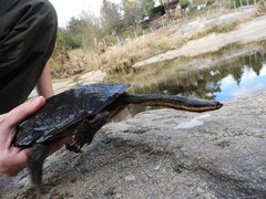 Hydromedusa tectifera