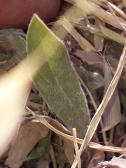 Noticastrum sericeum