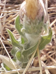 Noticastrum sericeum