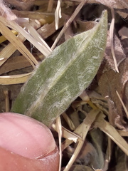 Noticastrum sericeum