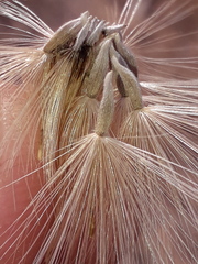 Noticastrum sericeum