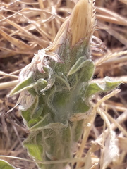 Noticastrum sericeum