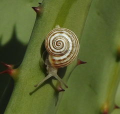 Pseudotachea splendida