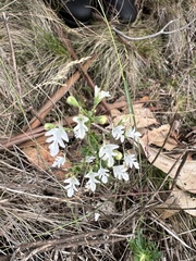 Teucrium corymbosum
