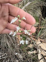 Teucrium corymbosum