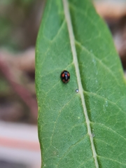 Tenuisvalvae deyrrollei