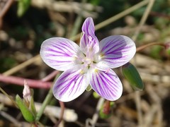 Claytonia virginica