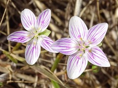 Claytonia virginica