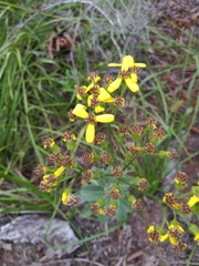 Senecio crenatus