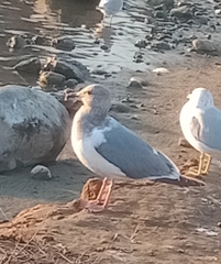 Larus