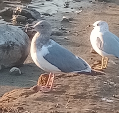 Larus