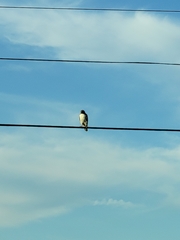 Buteo jamaicensis